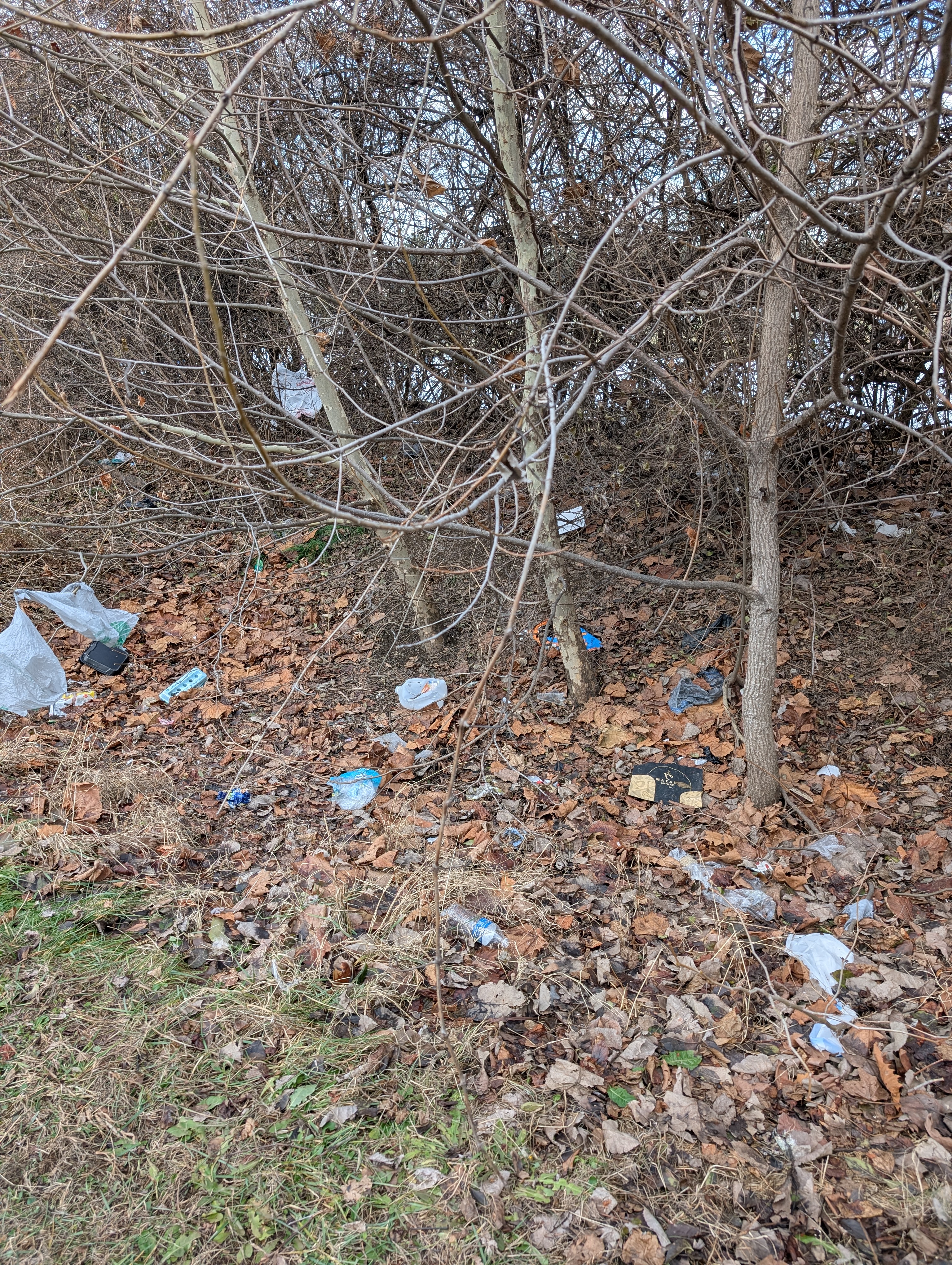 Litter buildup in a wooded perimeter area behind a commercial lot in Columbus, Ohio